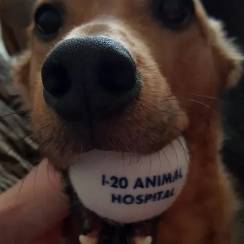 Dog with golf ball in mouth